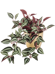 Tradescantia Bush Green/Burgundy in Pearlgold pot