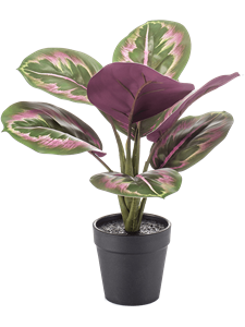 Calathea Bush Green/Pink