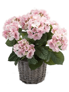 Hydrangea Bush Pink