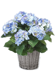 Hydrangea Bush Blue