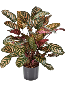 Calathea Bush Red (65 lvs.)