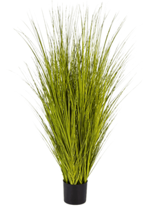 Grass Miscanthus Bush
