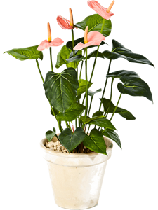 Anthurium Bush Pink