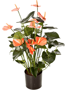 Anthurium Bush Pink Typ 2