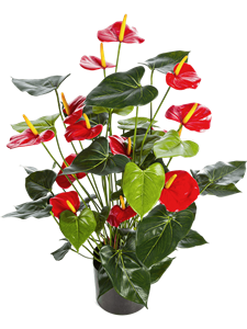Anthurium Bush Red Typ 2
