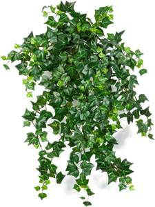 Ivy english Hanging Bush