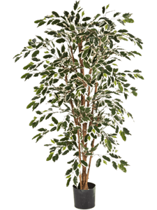Ficus nitida Var. Branched