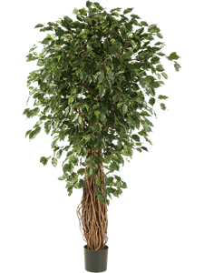 Ficus liana exotica Branched
