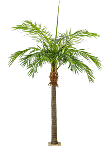 Giant Phoenix Palm (2 parts, 1206 lvs.)