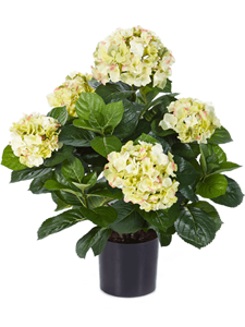 Hydrangea Bush Cream