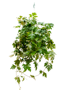 Cissus rhombifolia 'Ellen Danica' Hanger