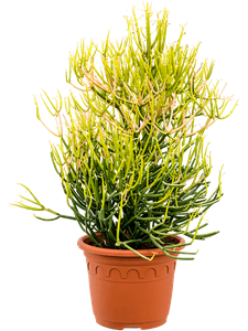 {{photo.Alt || photo.Description || 'Euphorbia tirucalli &#39;Stick on Fire&#39;'}}