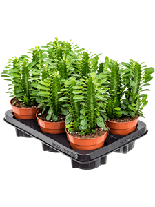 {{photo.Alt || photo.Description || 'Euphorbia trigona 6/tray'}}