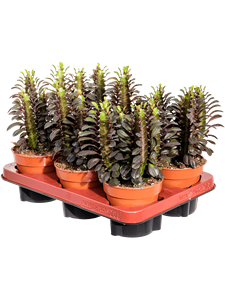 {{photo.Alt || photo.Description || 'Euphorbia trigona &#39;Rubra&#39; 6/tray'}}