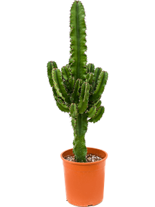 {{photo.Alt || photo.Description || 'Euphorbia erytrea'}}