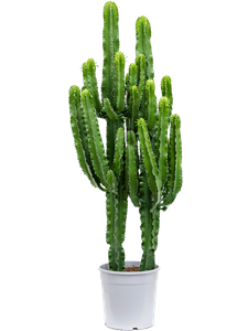 Euphorbia erytrea 2pp