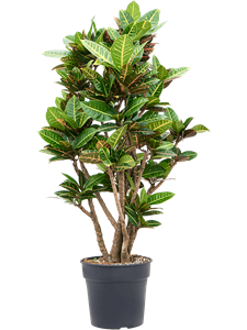 {{photo.Alt || photo.Description || 'Croton (Codiaeum) variegatum &#39;Petra&#39; Branched'}}