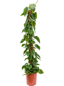 Philodendron scandens On moss-pole 150
