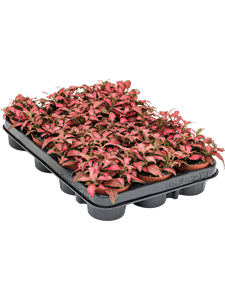 {{productViewItem.photos[photoViewList.activeNavIndex].Alt || productViewItem.photos[photoViewList.activeNavIndex].Description || 'Fittonia &#39;Forest Flame&#39; 12/tray'}}