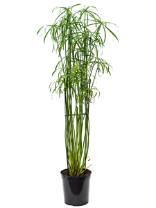 Cyperus alternifolius 'Glaber' Tuft