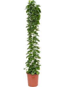 Cissus rotundifolia Column