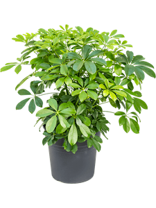 {{photo.Alt || photo.Description || 'Schefflera arboricola &#39;Compacta&#39; Bush'}}