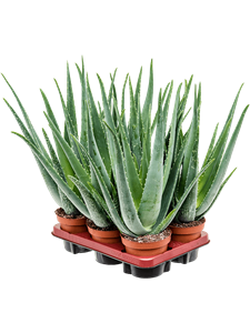 {{photo.Alt || photo.Description || 'Aloe vera barbadensis 6/tray'}}