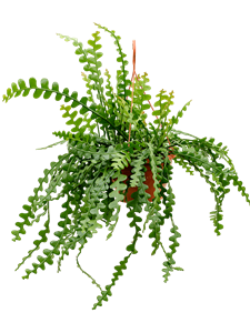 Epiphyllum anguliger Hanging plant