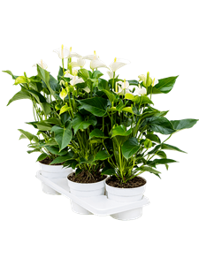 {{photo.Alt || photo.Description || 'Anthurium andraeanum &#39;White Champion&#39; 4/tray Bush White'}}