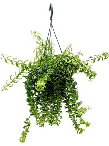 Aeschynanthus 'Twister' Hanger