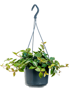 Peperomia angulata 'Rocca Scuro' Hanger
