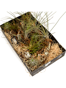 Tillandsia arrangement 2/box Airplant