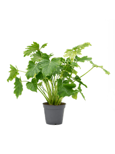 {{productViewItem.photos[photoViewList.activeNavIndex].Alt || productViewItem.photos[photoViewList.activeNavIndex].Description || 'Philodendron bipinnatifidum &#39;Shangri-La&#39; Bush'}}