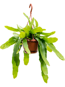 Epiphyllum pumilum Hanging plant