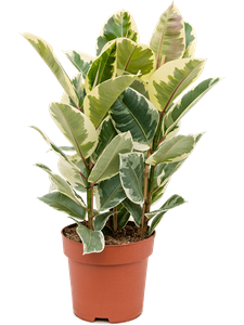 Ficus elastica 'Tineke' Tuft