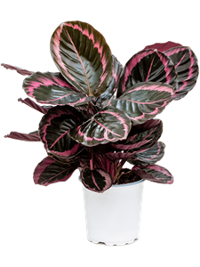 Calathea 'Suprise Star' Tuft