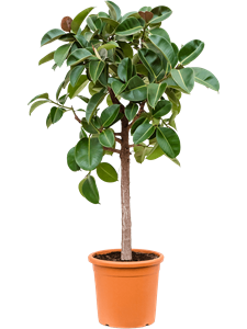 Ficus elastica 'Robusta' Stem