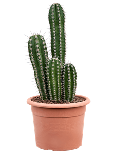 Pachycereus 'Pecten Aboriginum'