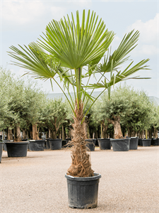 Trachycarpus fortunei (190-230) Stem (60-80)