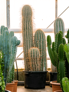 Trichocereus pasacana 2/3pp