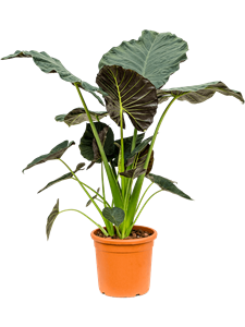 Alocasia 'Regal Shields' 125/90