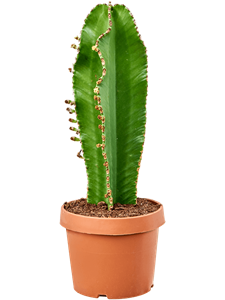 Euphorbia ingens 'Curly' Stem