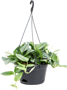 Philodendron 'Metal Green' Hanger