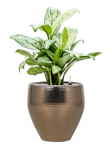 {{productViewItem.photos[photoViewList.activeNavIndex].Alt || productViewItem.photos[photoViewList.activeNavIndex].Description || 'Aglaonema &#39;Christina&#39; in Amora'}}