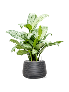 {{productViewItem.photos[photoViewList.activeNavIndex].Alt || productViewItem.photos[photoViewList.activeNavIndex].Description || 'Aglaonema &#39;Christina&#39; in Baq Angle, 25903'}}