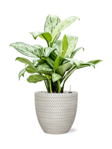 {{productViewItem.photos[photoViewList.activeNavIndex].Alt || productViewItem.photos[photoViewList.activeNavIndex].Description || 'Aglaonema &#39;Christina&#39; in Baq Angle, 25904'}}