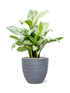 {{productViewItem.photos[photoViewList.activeNavIndex].Alt || productViewItem.photos[photoViewList.activeNavIndex].Description || 'Aglaonema &#39;Christina&#39; in Baq Angle, 25905'}}