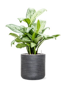 {{productViewItem.photos[photoViewList.activeNavIndex].Alt || productViewItem.photos[photoViewList.activeNavIndex].Description || 'Aglaonema &#39;Christina&#39; in Baq Angle, 25906'}}