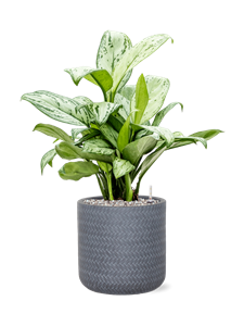 {{productViewItem.photos[photoViewList.activeNavIndex].Alt || productViewItem.photos[photoViewList.activeNavIndex].Description || 'Aglaonema &#39;Christina&#39; in Baq Angle, 25907'}}