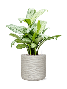 {{productViewItem.photos[photoViewList.activeNavIndex].Alt || productViewItem.photos[photoViewList.activeNavIndex].Description || 'Aglaonema &#39;Christina&#39; in Baq Angle, 25908'}}